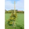 B&M Dahlia Stakes 1.8m X 31mm 2 B&M Dahlia Stakes 1.8m X 31mm -Stanlty Shop 265778 dahlia stakes 180x31mm
