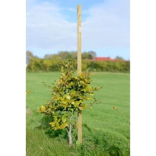 B&M Dahlia Stakes 1.8m X 25mm 3 B&M Dahlia Stakes 1.8m X 25mm