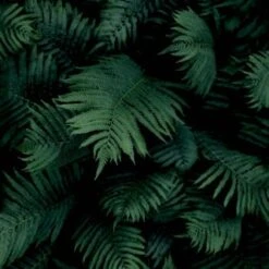 Fern Wall Wallpaper 7 Fern Wall Wallpaper -Stanlty Shop 371181 arthouse fern wall wallpaper
